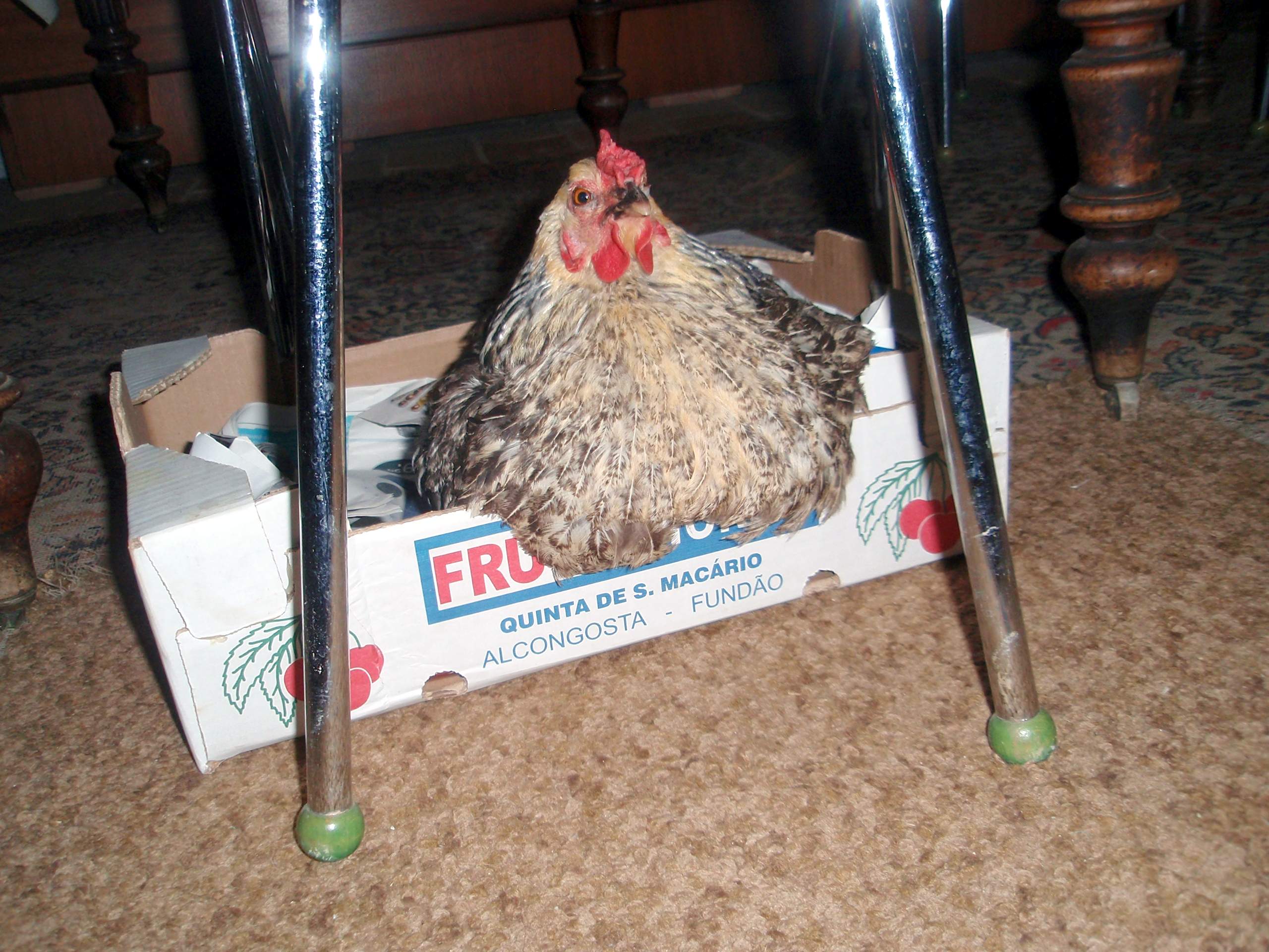 Une poule malade, la pauvre